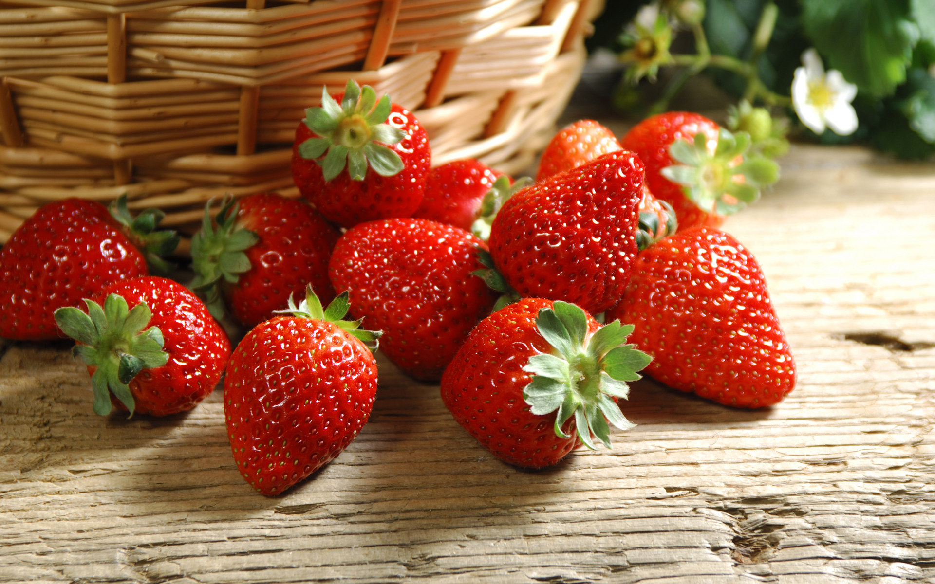 【九游会生物】植物生长调节剂在果树上的应用——草莓（二）