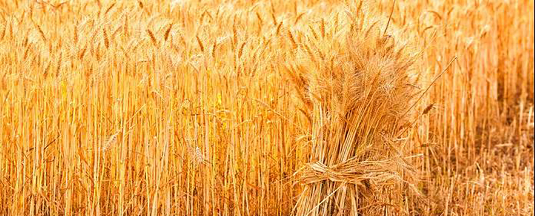植物生长调节剂在小麦上的应用技术