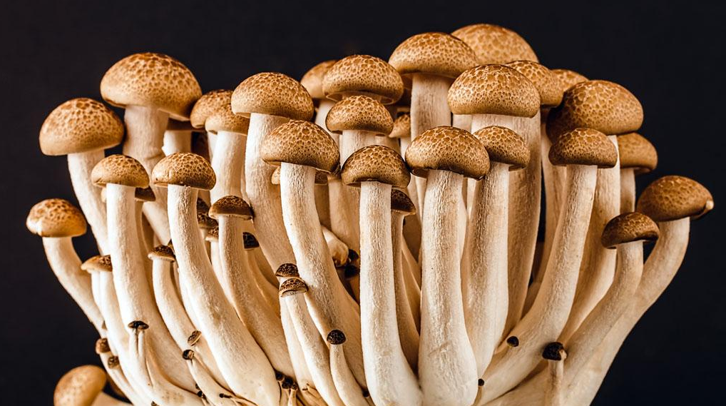 Application of Plant Growth Regulators on Edible Fungi